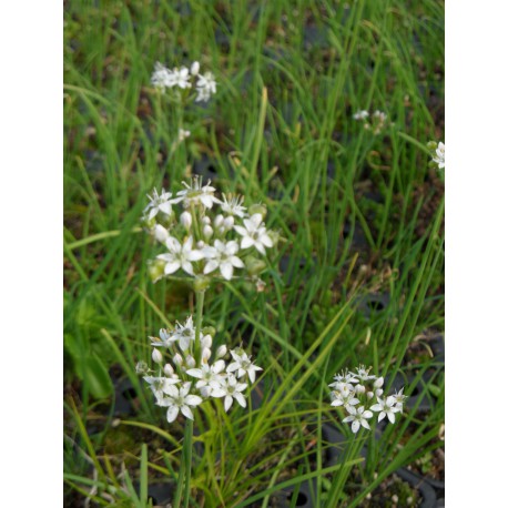 Allium tuberosum - Schnittlauch, 50 Pflanzen im 5/6 cm Topf
