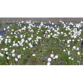 Armeria maritima - Grasnelke in weiß, 50 Pflanzen im 5/6 cm Topf