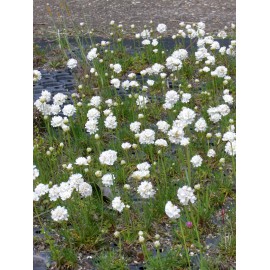 Armeria maritima - Grasnelke in weiß, 50 Pflanzen im 5/6 cm Topf