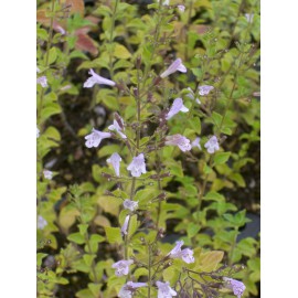 Calamintha nepeta - Bergminze, 50 Pflanzen im 5/6 cm Topf
