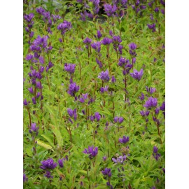 Campanula glomerata - Knäuelglockenblume, 50 Pflanzen im 5/6 cm Topf