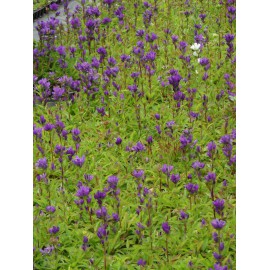 Campanula glomerata - Knäuelglockenblume, 50 Pflanzen im 5/6 cm Topf