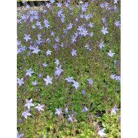 Campanula poscharskyana - Hängepolster-Glockenblume, 50 Pflanzen im 5/6 cm Topf