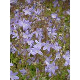 Campanula poscharskyana - Hängepolster-Glockenblume, 50 Pflanzen im 5/6 cm Topf