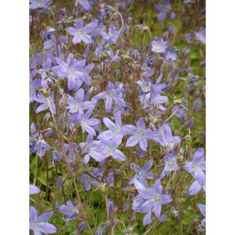 Campanula poscharskyana - Hängepolster-Glockenblume, 50 Pflanzen im 5/6 cm Topf