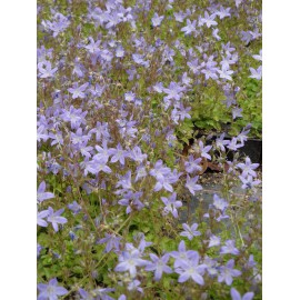 Campanula poscharskyana - Hängepolster-Glockenblume, 50 Pflanzen im 5/6 cm Topf