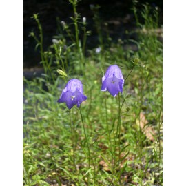 Campanula rotundifolia - Rundblättrige Glockenblume, 50 Pflanzen im 5/6 cm Topf