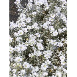 Cerastium tomentosum - Hornkraut, 50 Pflanzen im 5/6 cm Topf