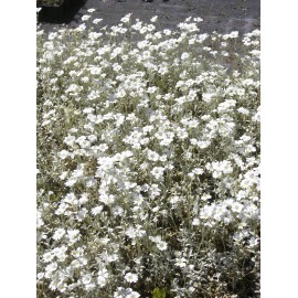 Cerastium tomentosum - Hornkraut, 50 Pflanzen im 5/6 cm Topf