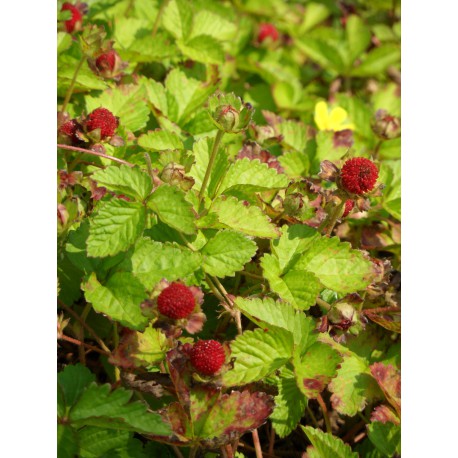 Duchesnea indica - Trug-Erdbeere, 50 Pflanzen im 5/6 cm Topf
