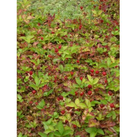Duchesnea indica - Trug-Erdbeere, 50 Pflanzen im 5/6 cm Topf