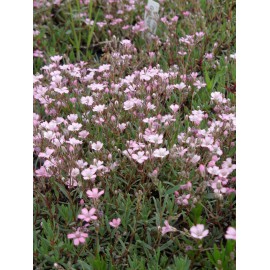 Gypsophila repens rosa - Zwergschleierkraut, 50 Pflanzen im 5/6 cm Topf