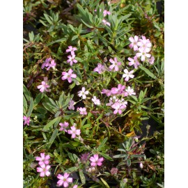 Gypsophila repens rosa - Zwergschleierkraut, 50 Pflanzen im 5/6 cm Topf