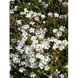 Gypsophila repens weiß - Zwergschleierkraut, 50 Pflanzen im 5/6 cm Topf