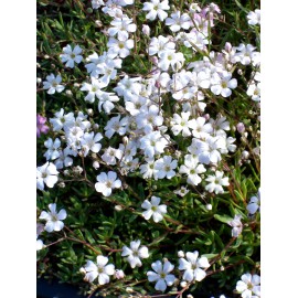 Gypsophila repens weiß - Zwergschleierkraut, 50 Pflanzen im 5/6 cm Topf