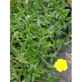 Helianthemum nummularium Evergreen - Sonnenröschen, 50 Pflanzen im 5/6 cm Topf