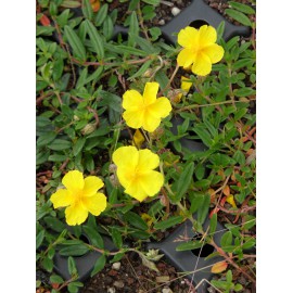 Helianthemum nummularium Evergreen - Sonnenröschen, 50 Pflanzen im 5/6 cm Topf