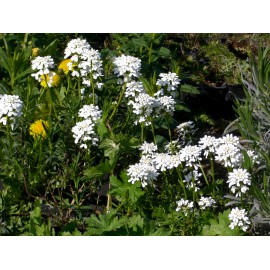 Iberis sempervirens - Schleifenblume, 50 Pflanzen im 5/6 cm Topf