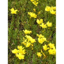 Linum flavum - Goldflachs, 50 Pflanzen im 5/6 cm Topf