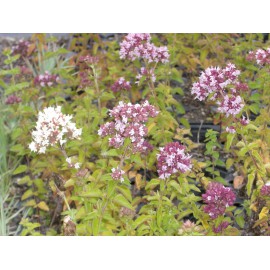 Origanum vulgare - Wilder Majoran, 50 Pflanzen im 5/6 cm Topf