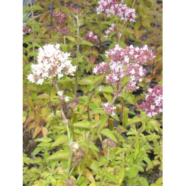 Origanum vulgare - Wilder Majoran, 50 Pflanzen im 5/6 cm Topf