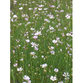 Petrorhagia saxifraga - Felsennelke, 50 Pflanzen im 5/6 cm Topf