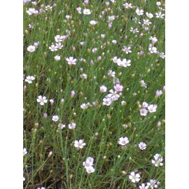 Petrorhagia saxifraga - Felsennelke, 50 Pflanzen im 5/6 cm Topf