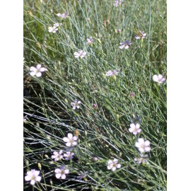 Petrorhagia saxifraga - Felsennelke, 50 Pflanzen im 5/6 cm Topf