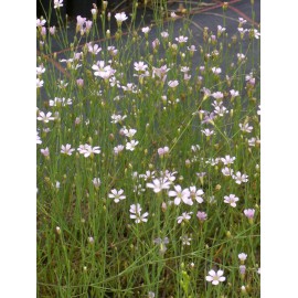 Petrorhagia saxifraga - Felsennelke, 50 Pflanzen im 5/6 cm Topf