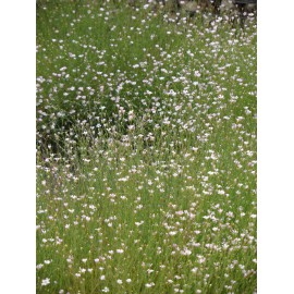 Petrorhagia saxifraga - Felsennelke, 50 Pflanzen im 5/6 cm Topf