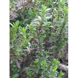 Satureja montana - Bergbohnenkraut, 6 Pflanzen im 5/6 cm Topf