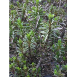 Satureja montana - Bergbohnenkraut, 6 Pflanzen im 5/6 cm Topf
