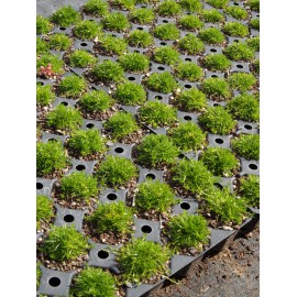Sagina subulata - Sternmoos, 24 Pflanzen im 5/6 cm Topf