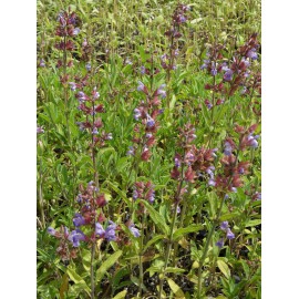 Salvia officinalis - Echter Salbei, 50 Pflanzen im 5/6 cm Topf