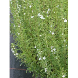 Satureja montana - Bergbohnenkraut, 50 Pflanzen im 5/6 cm Topf