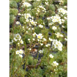 Saxifraga paniculata - Rispen-Steinbrech, 50 Pflanzen im 5/6 cm Topf