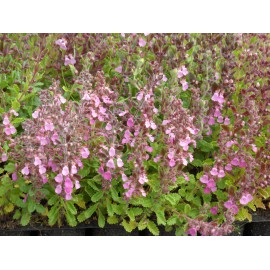 Teucrium chamaedrys - Gamander, 50 Pflanzen im 5/6 cm Topf