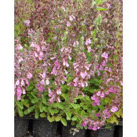 Teucrium chamaedrys - Gamander, 50 Pflanzen im 5/6 cm Topf