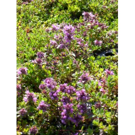 Thymus serpyllum Magic Carpet - Garten-Thymian, 50 Pflanzen im 5/6 cm Topf