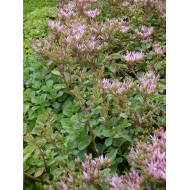 Sedum spurium Summer Glory, 50 Pflanzen im 5/6 cm Topf