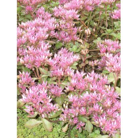 Sedum spurium Summer Glory, 100 Pflanzen im 5/4 cm Topf