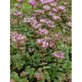 Sedum spurium Summer Glory, 100 Pflanzen im 5/4 cm Topf