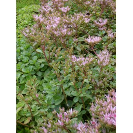 Sedum spurium Summer Glory, 100 Pflanzen im 5/4 cm Topf