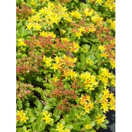 Sedum kamtschaticum, 50 Pflanzen im 5/6 cm Topf