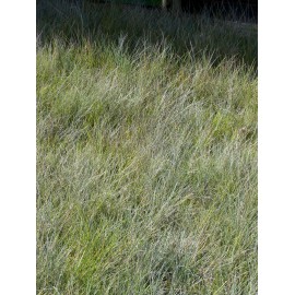 Festuca glauca - Blauschwingel, 6 Pflanzen im 5/6 cm Topf