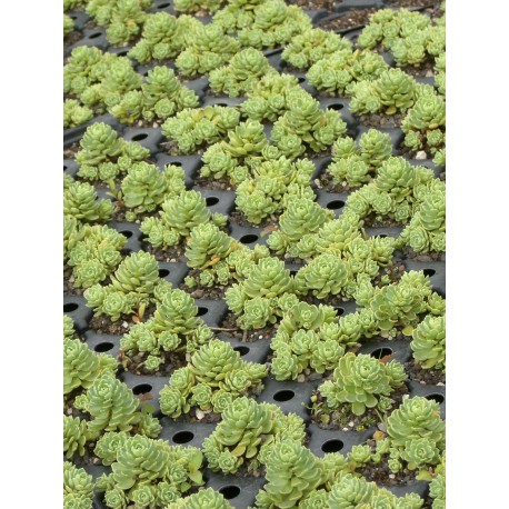 Sedum pachyclados, 100 Pflanzen im 5/4 cm Topf Sedum pachyclados, 100 Pflanzen im 5/4 cm Topf