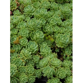 Sedum pachyclados, 100 Pflanzen im 5/4 cm Topf