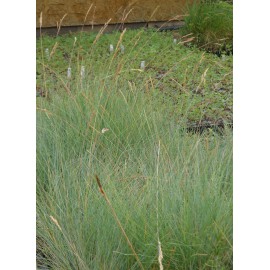 Festuca glauca - Blauschwingel, 6 Pflanzen im 5/6 cm Topf