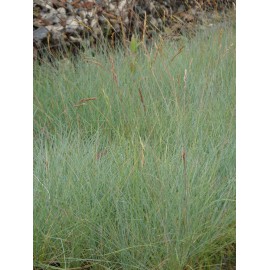 Festuca glauca - Blauschwingel, 6 Pflanzen im 5/6 cm Topf