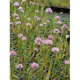 Allium schoenoprasum - Schnittlauch, 6 Pflanzen im 5/6 cm Topf